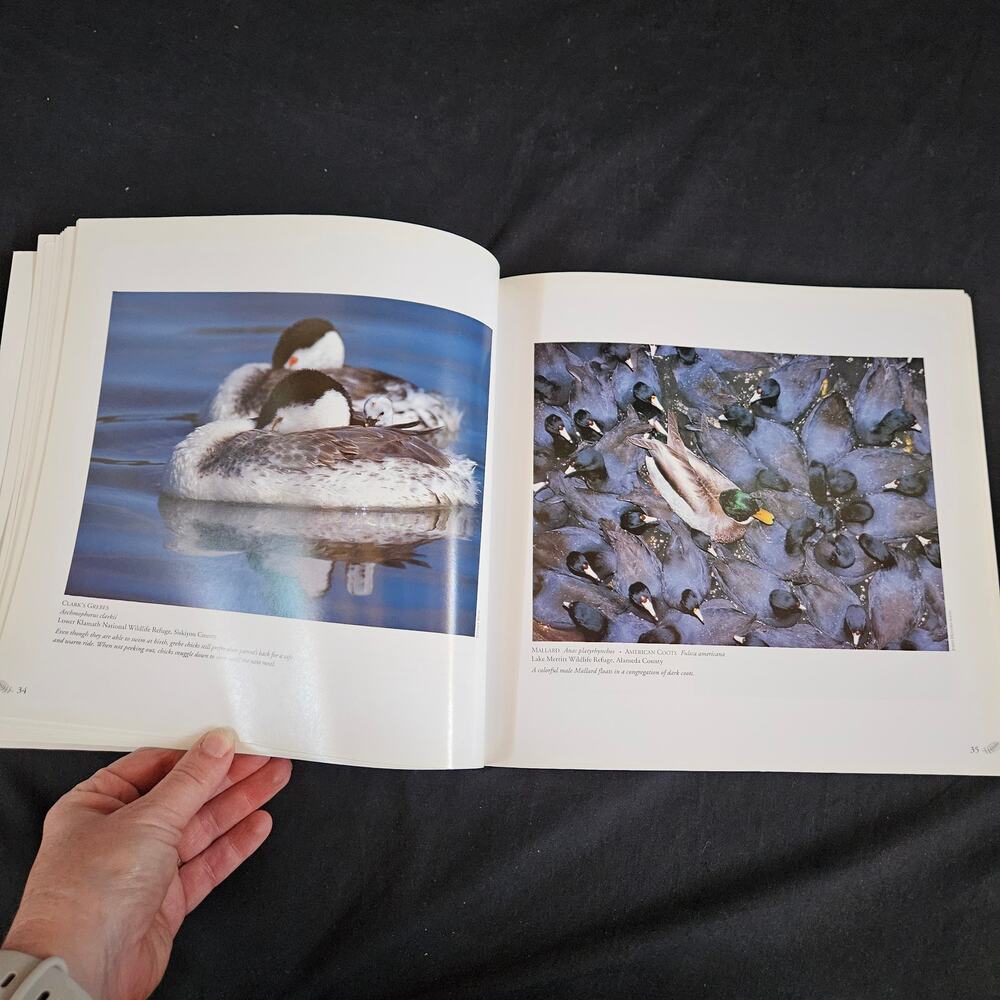 Wild Birds of California By David‎ Luca Paperback - Picture 5 of 8
